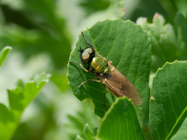 <h3><a href="/trips/ebro/biota/animalia/arthropoda/insecta/diptera/stratiomyidae/chloromyia formosa/chloromyia formosa-nl.html">Chloromyia&nbsp;formosa</a> / Broad&nbsp;centurion / Prachtwapenvlieg</h3>OM-1 Mark II met OLYMPUS M.300mm F4.0, 1/2000 sec  bij F4.0, ISO 640, afstand 1.585&nbsp;m